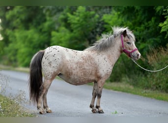 Shetland Ponys, Stute, 5 Jahre, 100 cm, Tigerschecke