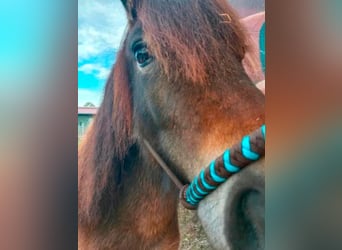 Shetland Ponys, Stute, 5 Jahre, 101 cm, Dunkelbrauner