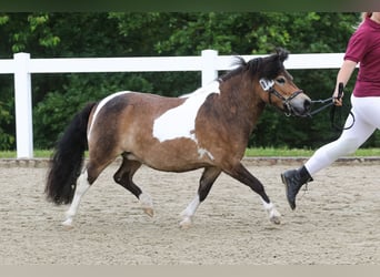 Shetland Ponys, Stute, 5 Jahre, 103 cm, Schecke