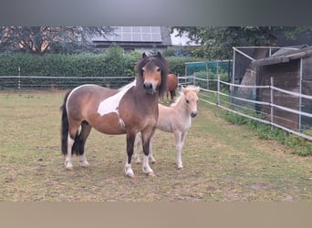 Shetland Ponys, Stute, 5 Jahre, 103 cm, Schecke