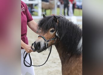 Shetland Ponys, Stute, 5 Jahre, 103 cm, Schecke