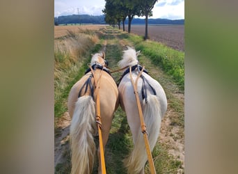 Shetland Ponys, Stute, 5 Jahre, 105 cm, Champagne