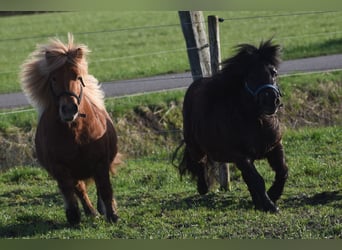 Shetland Ponys, Stute, 5 Jahre, 107 cm, Rappe