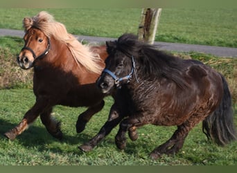 Shetland Ponys, Stute, 5 Jahre, 107 cm, Rappe