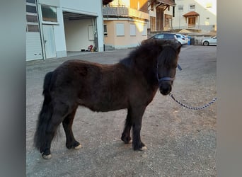 Shetland Ponys, Stute, 5 Jahre, 108 cm, Dunkelbrauner