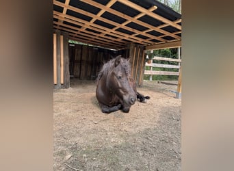 Shetland Ponys, Stute, 5 Jahre, 110 cm, Dunkelbrauner