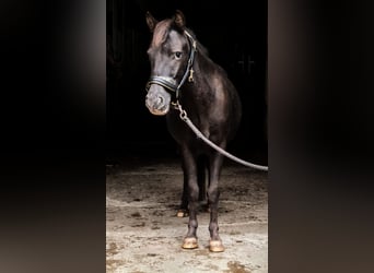Shetland Ponys, Stute, 5 Jahre, 115 cm, Tigerschecke
