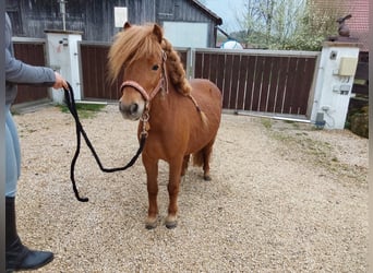 Shetland Ponys, Stute, 5 Jahre, 80 cm, Fuchs