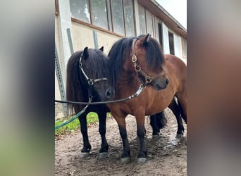 Shetland Ponys, Stute, 5 Jahre, 85 cm, Brauner