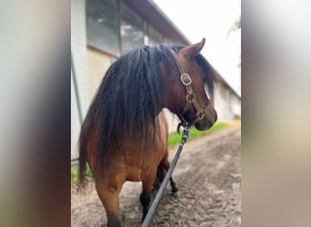 Shetland Ponys, Stute, 5 Jahre, 85 cm, Brauner