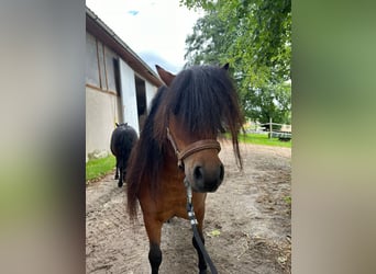 Shetland Ponys, Stute, 5 Jahre, 85 cm, Brauner