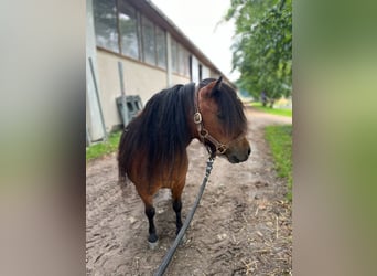 Shetland Ponys, Stute, 5 Jahre, 85 cm, Brauner