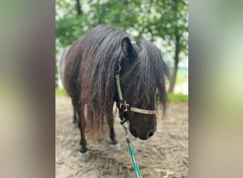 Shetland Ponys, Stute, 5 Jahre, 85 cm, Rappe