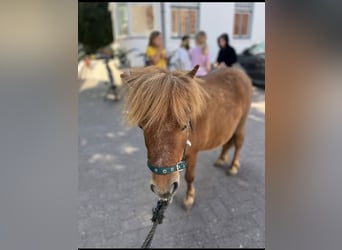 Shetland Ponys, Stute, 5 Jahre, 90 cm, Fuchs