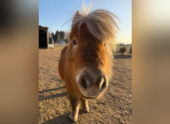 Shetland Ponys, Stute, 5 Jahre, 91 cm, Fuchs