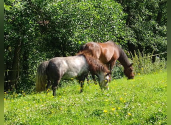 Shetland Ponys, Stute, 5 Jahre, 95 cm, Apfelschimmel