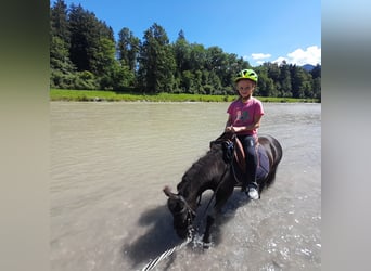 Shetland Ponys, Stute, 5 Jahre, Dunkelbrauner