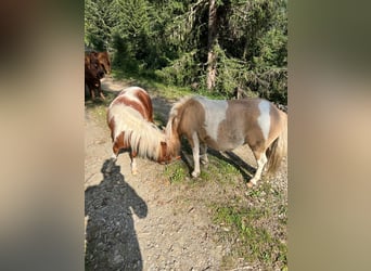 Shetland Ponys, Stute, 5 Jahre