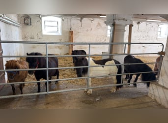 Shetland Ponys, Stute, 5 Jahre, Schecke