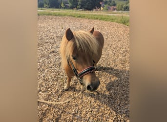 Shetland Ponys, Stute, 6 Jahre, 100 cm, Fuchs