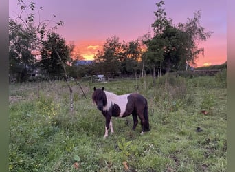 Shetland Ponys, Stute, 6 Jahre, 100 cm, Schecke