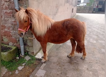 Shetland Ponys, Stute, 6 Jahre, 105 cm, Fuchs
