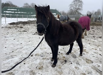 Shetland Ponys, Stute, 6 Jahre, 105 cm, Rappe