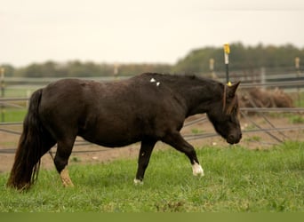 Shetland Ponys, Stute, 6 Jahre, 105 cm, Tobiano-alle-Farben