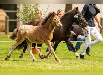 Shetland Ponys, Stute, 6 Jahre, 105 cm, Tobiano-alle-Farben