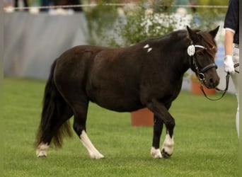 Shetland Ponys, Stute, 6 Jahre, 105 cm, Tobiano-alle-Farben