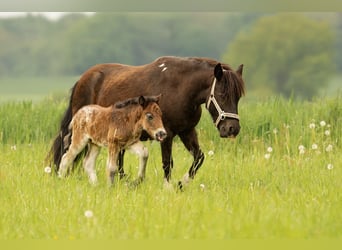 Shetland Ponys, Stute, 6 Jahre, 105 cm, Tobiano-alle-Farben