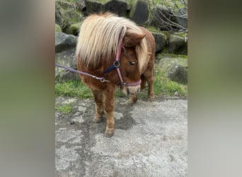 Shetland Ponys, Stute, 6 Jahre, 106 cm, Fuchs