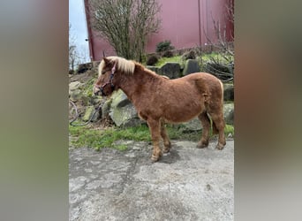 Shetland Ponys, Stute, 6 Jahre, 106 cm, Fuchs