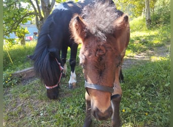 Shetland Ponys, Stute, 6 Jahre, 107 cm, Tobiano-alle-Farben
