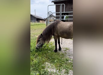 Shetland Ponys, Stute, 6 Jahre, 108 cm, Brauner