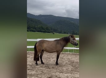 Shetland Ponys, Stute, 6 Jahre, 108 cm, Brauner