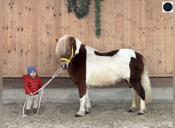 Shetland Ponys, Stute, 6 Jahre, 114 cm, Schecke