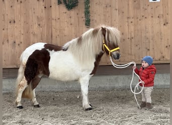 Shetland Ponys, Stute, 6 Jahre, 114 cm, Schecke