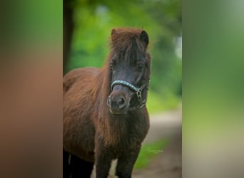 Shetland Ponys, Stute, 6 Jahre, 85 cm, Dunkelbrauner