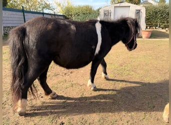 Shetland Ponys, Stute, 6 Jahre, 86 cm, Rappe