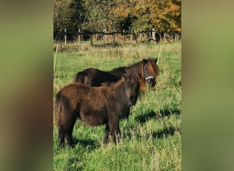 Shetland Ponys, Stute, 6 Jahre, 90 cm, Rappe