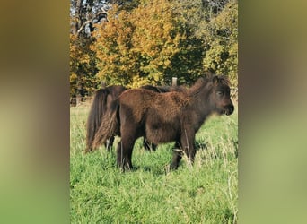 Shetland Ponys, Stute, 6 Jahre, 90 cm, Rappe