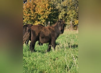 Shetland Ponys, Stute, 6 Jahre, 90 cm, Rappe