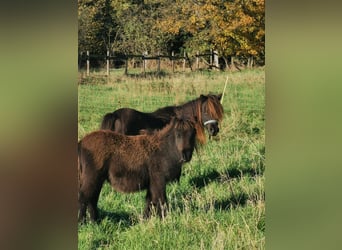 Shetland Ponys, Stute, 6 Jahre, 90 cm, Rappe