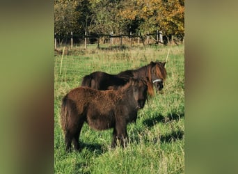 Shetland Ponys, Stute, 6 Jahre, 90 cm, Rappe