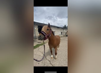 Shetland Ponys, Stute, 6 Jahre, Schecke