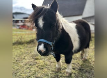 Shetland Ponys, Stute, 6 Jahre, Schecke