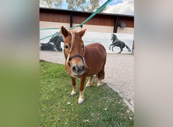 Shetland Ponys, Stute, 7 Jahre, 100 cm, Fuchs