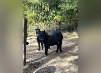 Shetland Ponys, Stute, 7 Jahre, 100 cm, Rappe