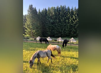 Shetland Ponys, Stute, 7 Jahre, 100 cm, Roan-Blue